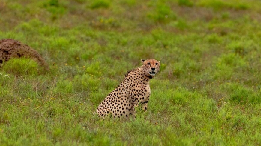 img_Az_ember_meg_a_gepardot_is_le_tudja_gyozni_futasban