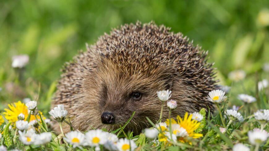 img_A_sunok_vedelmere_figyelmeztetnek_a_tavaszi_kerti_munkak_idejen