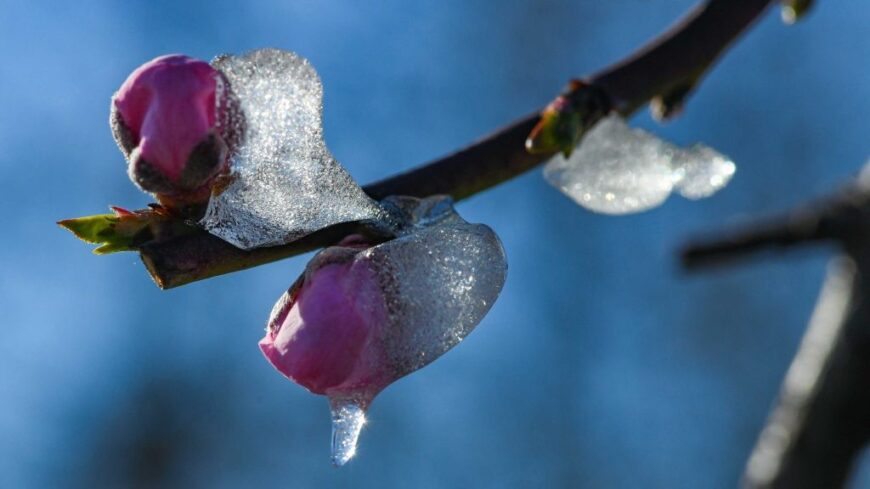 img_Az_aprilisi_fagyok_jelentos_karokat_okoztak