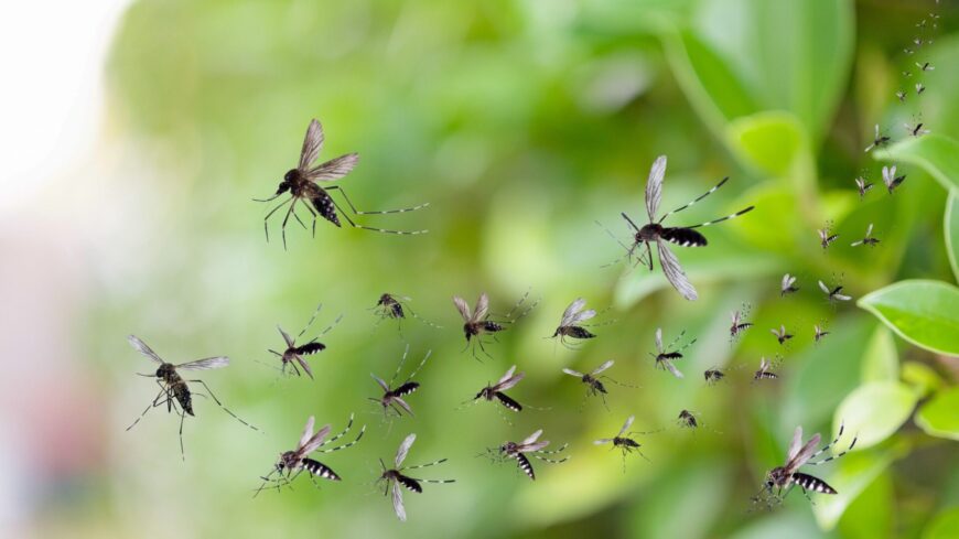 img_Az_elmult_30_ev_egyik_legnagyobb_szunyograjzasara_szamitanak_a_kutatok_a_Balatonnal