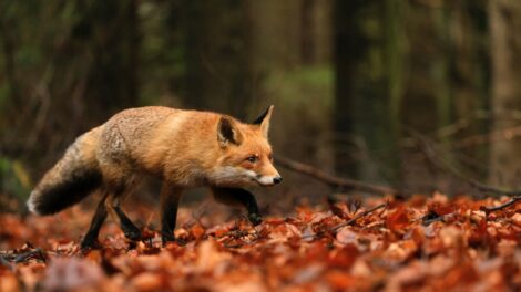 Hamarosan keződik a rókák veszettség elleni őszi vakcinázása