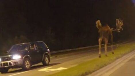 Szlovákiában ritkán látható, több száz kilós állattal ütközött egy autós Kassán