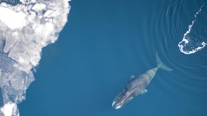 img_A_Fold_leghosszabb_eletu_emlose_mar_az_1848-as_forradalom_idejen_is_elt