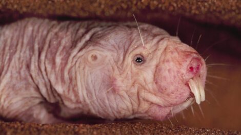 Az állat, amely nem érez fájdalmat