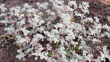 Embertelen forróságban érzi igazán jól magát ez a növény