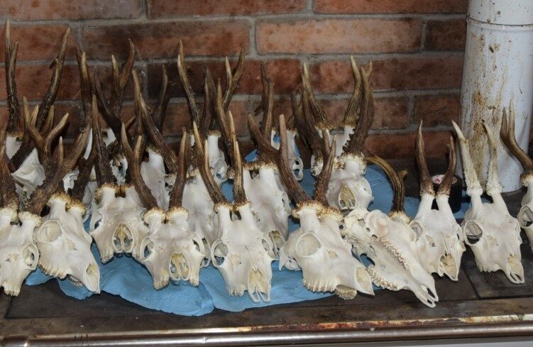 img_Engedely_nelkul_vadaszott_egy_ferfi__a_Szerencsi_Rendorkapitanysag_folytat_eljarast_ellene