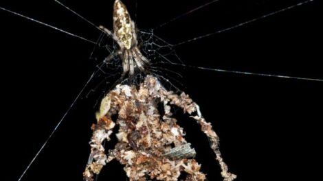 Ez az állat szobrot készít magáról, hogy elriassza az ellenségeit