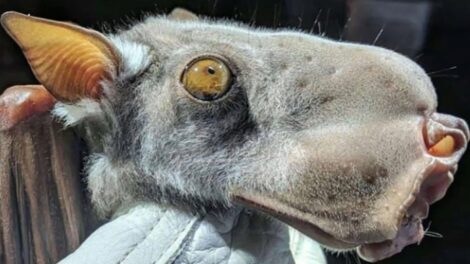 Ilyen furcsa teremtmény még a kalendáriumban sincs