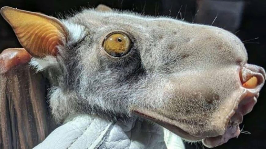 img_Ilyen_furcsa_teremtmeny_meg_a_kalendariumban_sincs