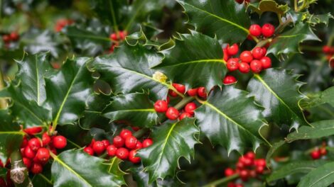 Ismeretlen baktériumot fedeztek fel magyar kutatók