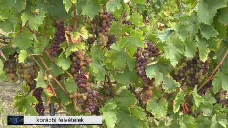 Kiemelkedő évjárat Tokaj-hegyalján ? lezárult a 2025-ös szüret