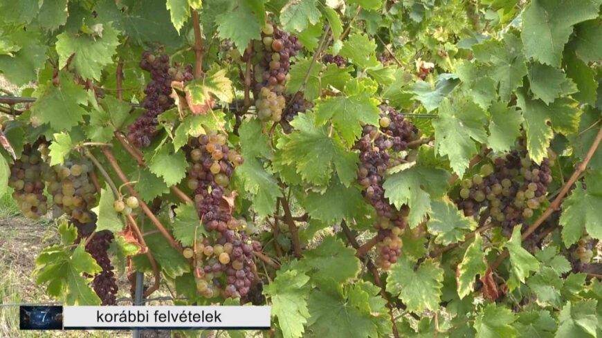 img_Kiemelkedo_evjarat_Tokaj-hegyaljan___lezarult_a_2025-os_szuret