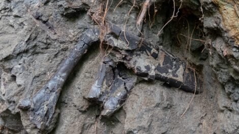 Kivételesen gazdag dinoszaurusz-lelőhelyet fedeztek fel Erdélyben