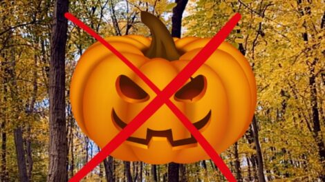 Megbetegedhetnek a vadak a kidobott halloween tököktől