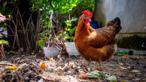 Miért éppen tyúkot eszünk és nem sirályt?