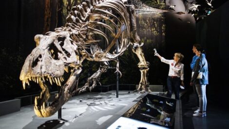 Milyen íze lehetett a dinoszauruszoknak?