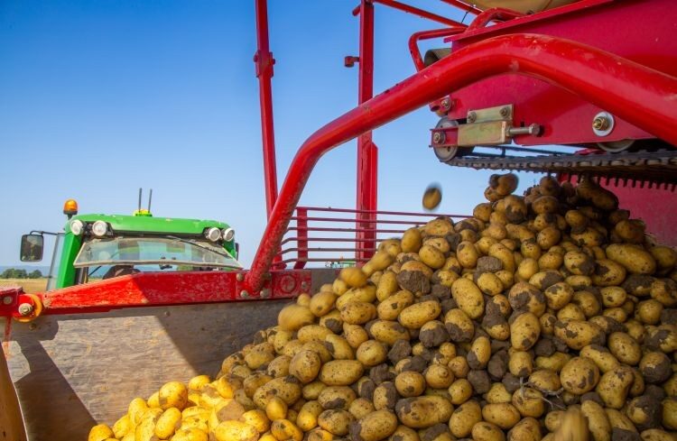 img_Rekordtermes_Nemetorszagban__zsugorodo_burgonyapiac_Magyarorszagon