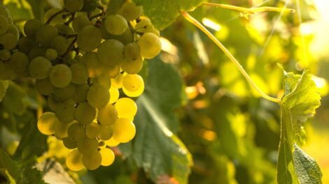 Szigorították a szabályokat a műveletlen szőlők miatt