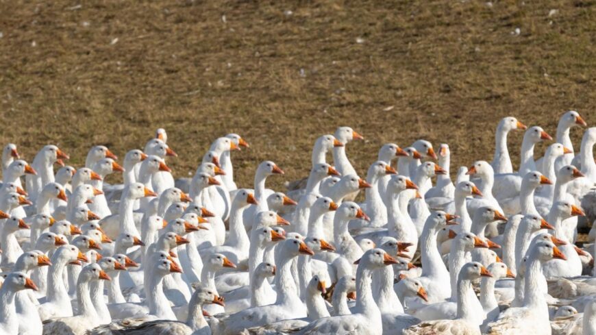 img_Tobbletforrassal_segiti_a_kormany_a_viziszarnyas-tartokat_a_madarinfluenza_megelozeseben