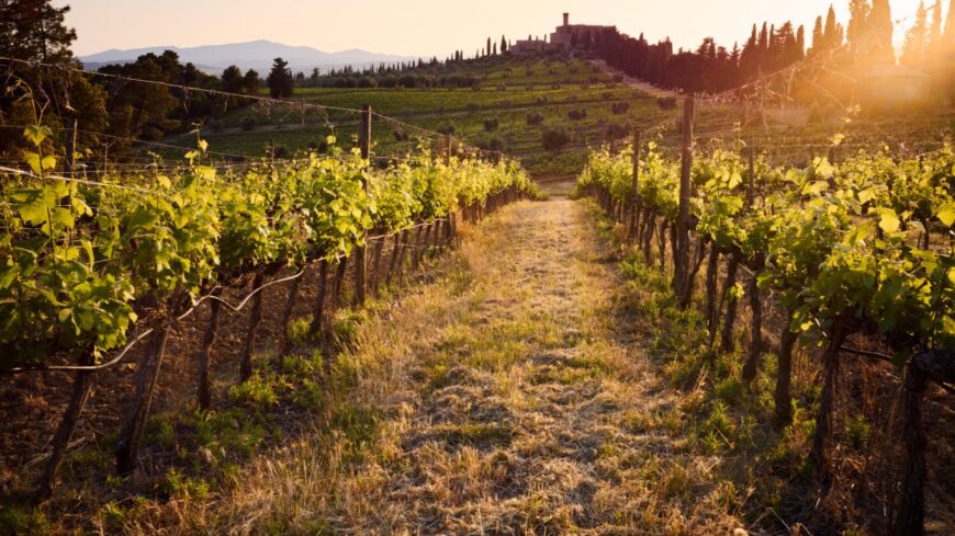 img_Vis_maior_lehetoseg_a_fertozott_szoloultetvenyek_gazdainak