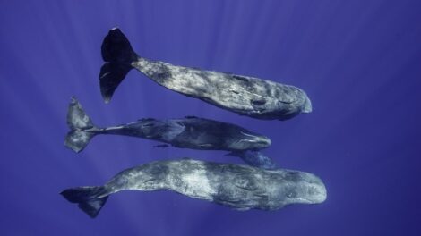 Úgy beszélgetnek ezek az állatok, mint az emberek