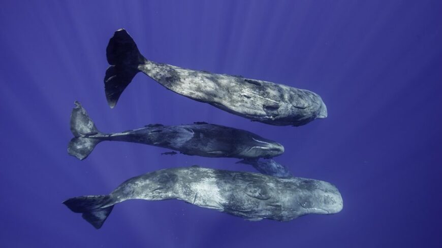 img_ugy_beszelgetnek_ezek_az_allatok__mint_az_emberek