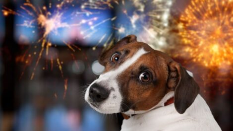 A háziállatok védelmére hívják fel a figyelmet a szilveszteri tűzijátékok idején az állatvédők