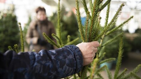 Drágább lesz a karácsonyfa