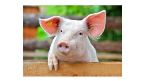 Felszámolták az utolsó sertéspestis-gócot Arad megyében