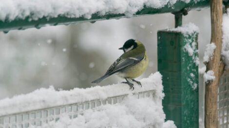 Ismét lakossági madárszámlálás indul a lakosság bevonásával