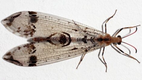 Megvan az év rovara