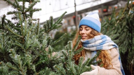 Minden fenyőfajból bőséges kínállattal várják a vásárlókat a hazai termelők