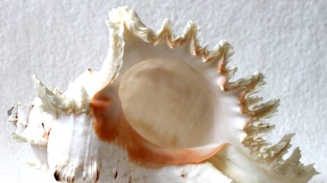 Több ezer éves a világ egyik legrégebbi hangszere