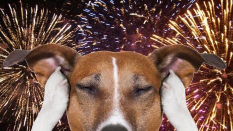 Óvjuk háziállatainkat szilveszter éjjelén