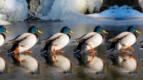 Ezért nem fagynak meg a madarak lábai a jégen sem