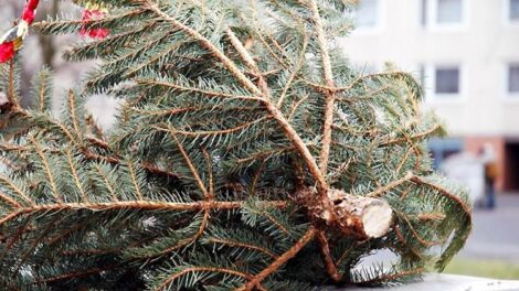 Fenyőfa gyűjtés időpontjai