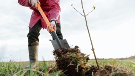 Ingyenes facsemete osztással jön a Nemzeti Faültetés Napja
