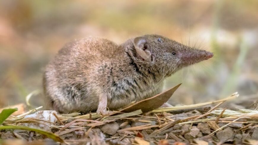 img_Kepes_valtoztatni_agymeretet_ez_az_allat