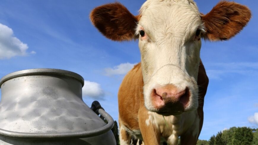 img_Korszeru_szelloztetes_novelheti_a_tejhozamot