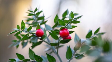 Mitől csoda a csodabogyó?
