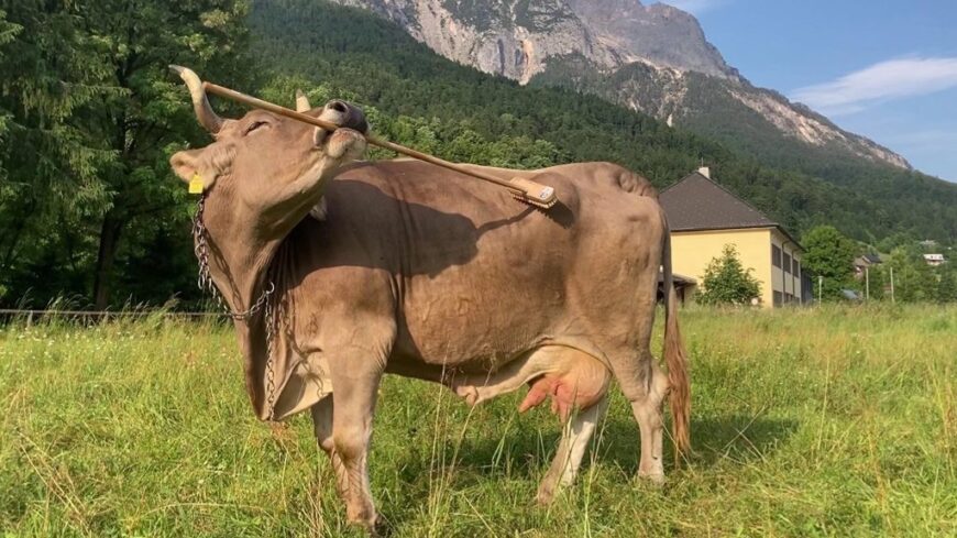 img_Veronika_az_elso_bizonyitottan_eszkozhasznalatra_kepes_tehen-1