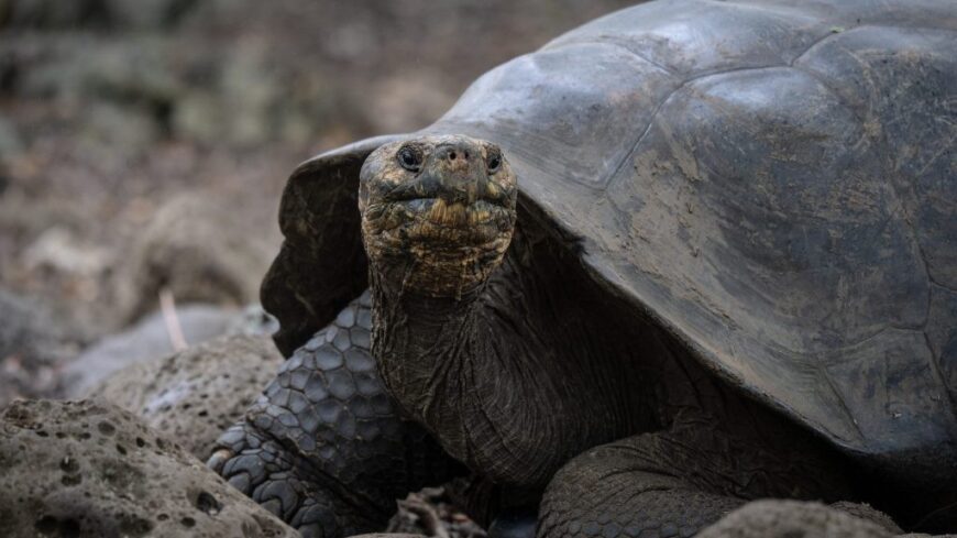 img_200_eve_eltunt_faj_tert_vissza_egy_szigetre