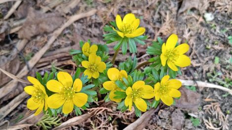 A hóvirág után feltűnt a tavasz másik hírnöke, a téltemető is