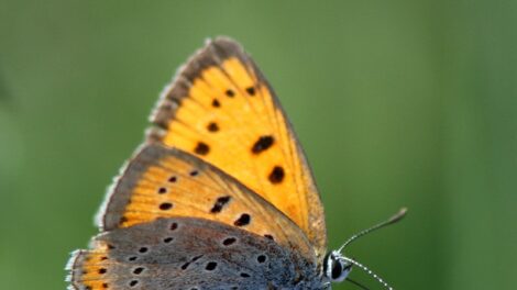 A nagy tűzlepke lett 2026 év lepkéje