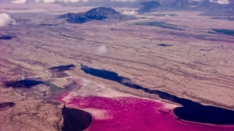A tó, amely kővé változtatja az állatokat