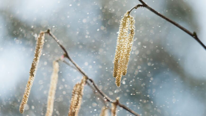 img_Kezdodik_az_allergiaszezon__mogyoro_es_eger_pollenjere_keszuljenek_az_erintettek