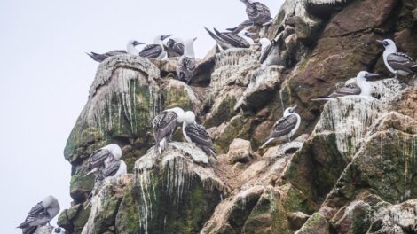 Madárürüléknek köszönhette a felemelkedését ez a civilizáció