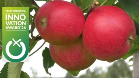 Megszületett a világ első hipoallergén almája