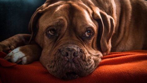 Miért a kutya az ember legjobb barátja?