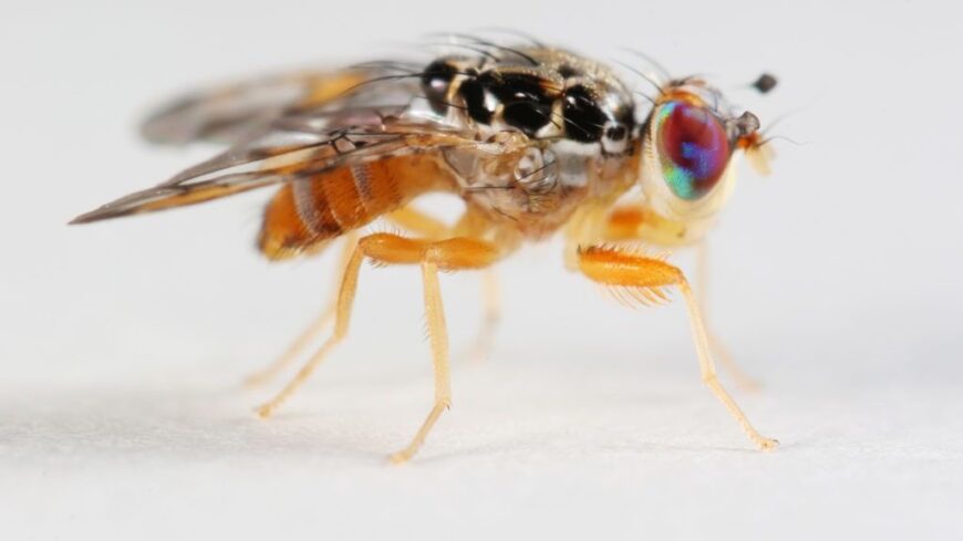 img_Miert_olyan_nehez_megszabadulni_a_muslicaktol_